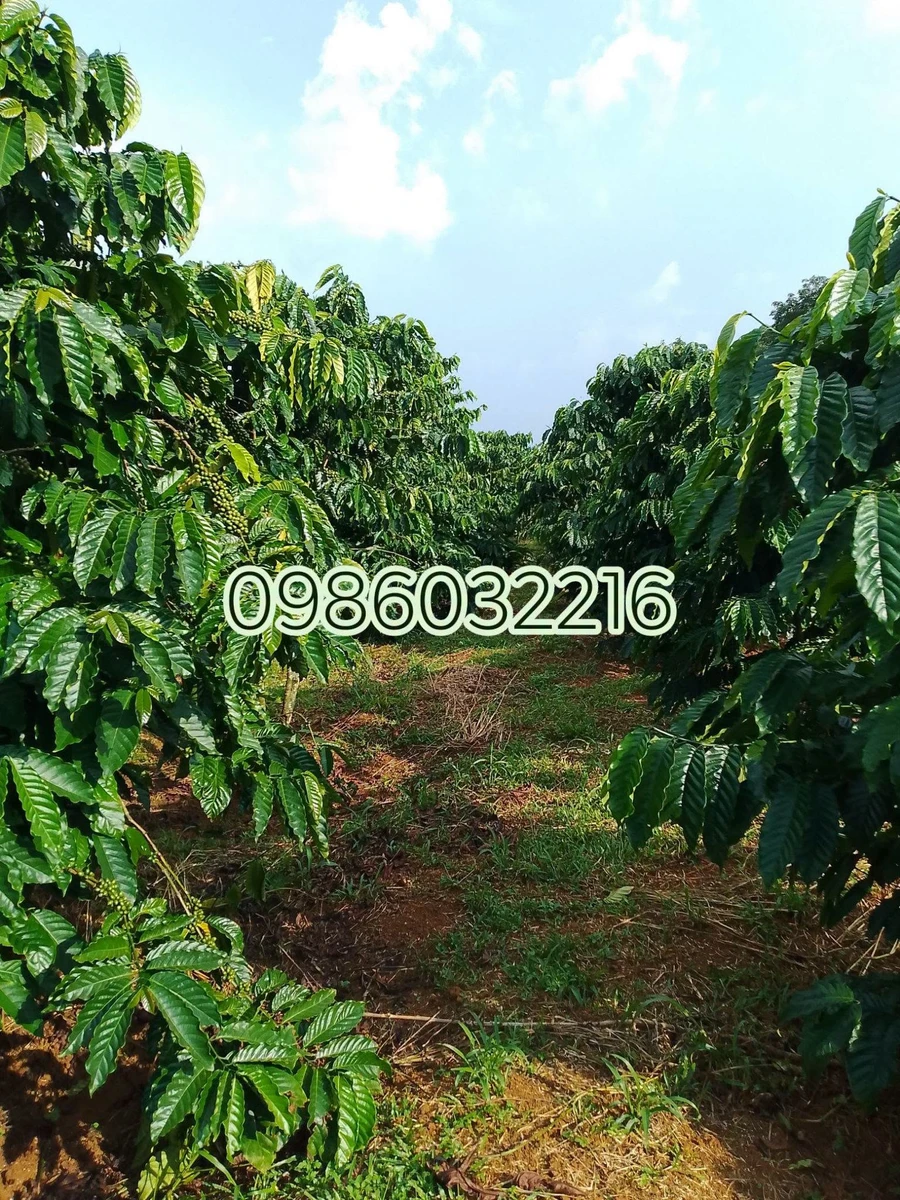 Bán đất nông nghiệp 1,5 ha có nhà xây và cà phê ở Đắk Nông - Ảnh thu nhỏ 2