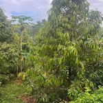 Bán đất Thị trấn Đất 1800m2, 6 tỷ, Bình Dương - Ảnh thu nhỏ 1