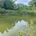 Bán 1ha đất sầu riêng Phước Tân, Bình Phước - 3 tỷ - Ảnh thu nhỏ 3