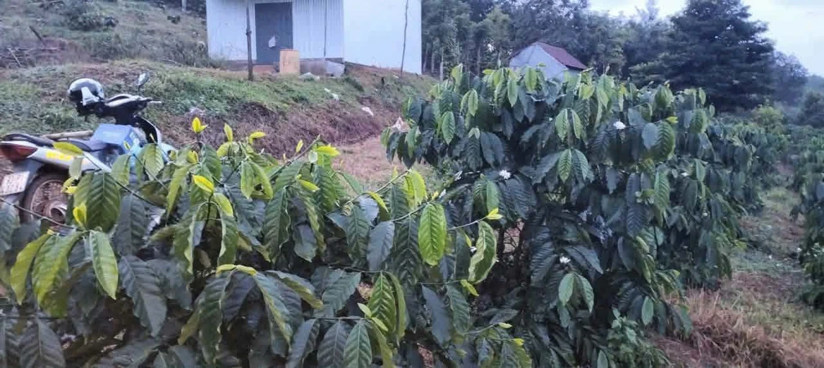 Bán đất 1ha ao hồ Tuy Đức Lâm Đồng 1 tỷ 300 triệu - Ảnh thu nhỏ 2