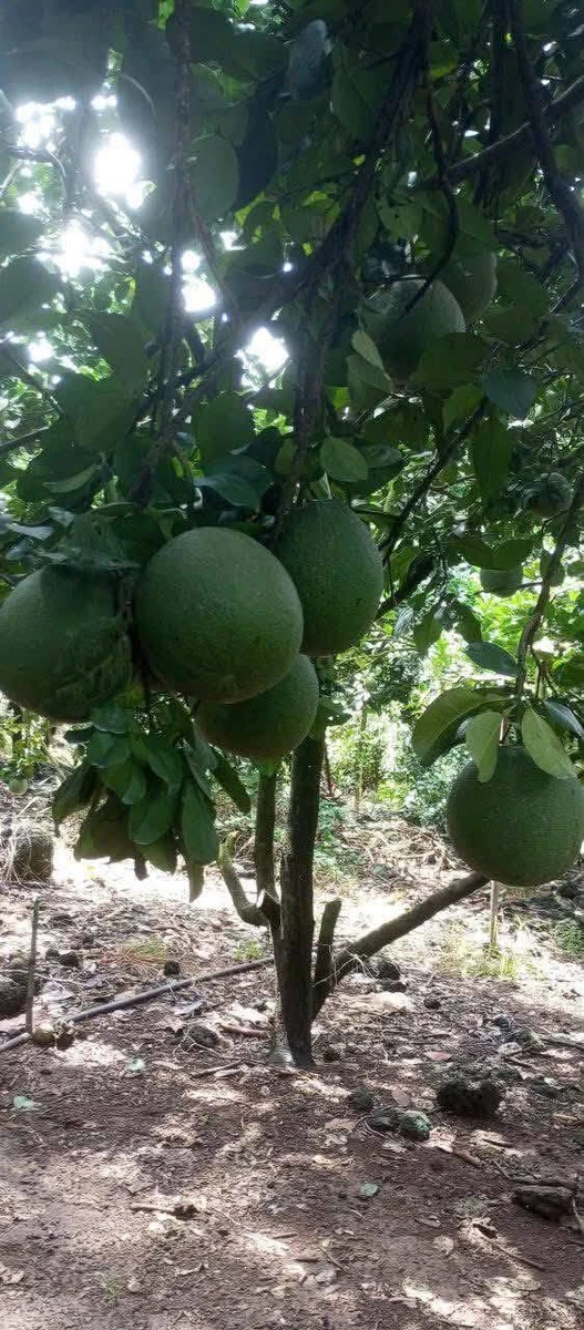 Bán đất 4,9 sào Xã Núi Tượng Tân Phú 2,5 tỷ - Ảnh thu nhỏ 3