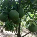 Bán đất 4,9 sào Xã Núi Tượng Tân Phú 2,5 tỷ - Ảnh thu nhỏ 3