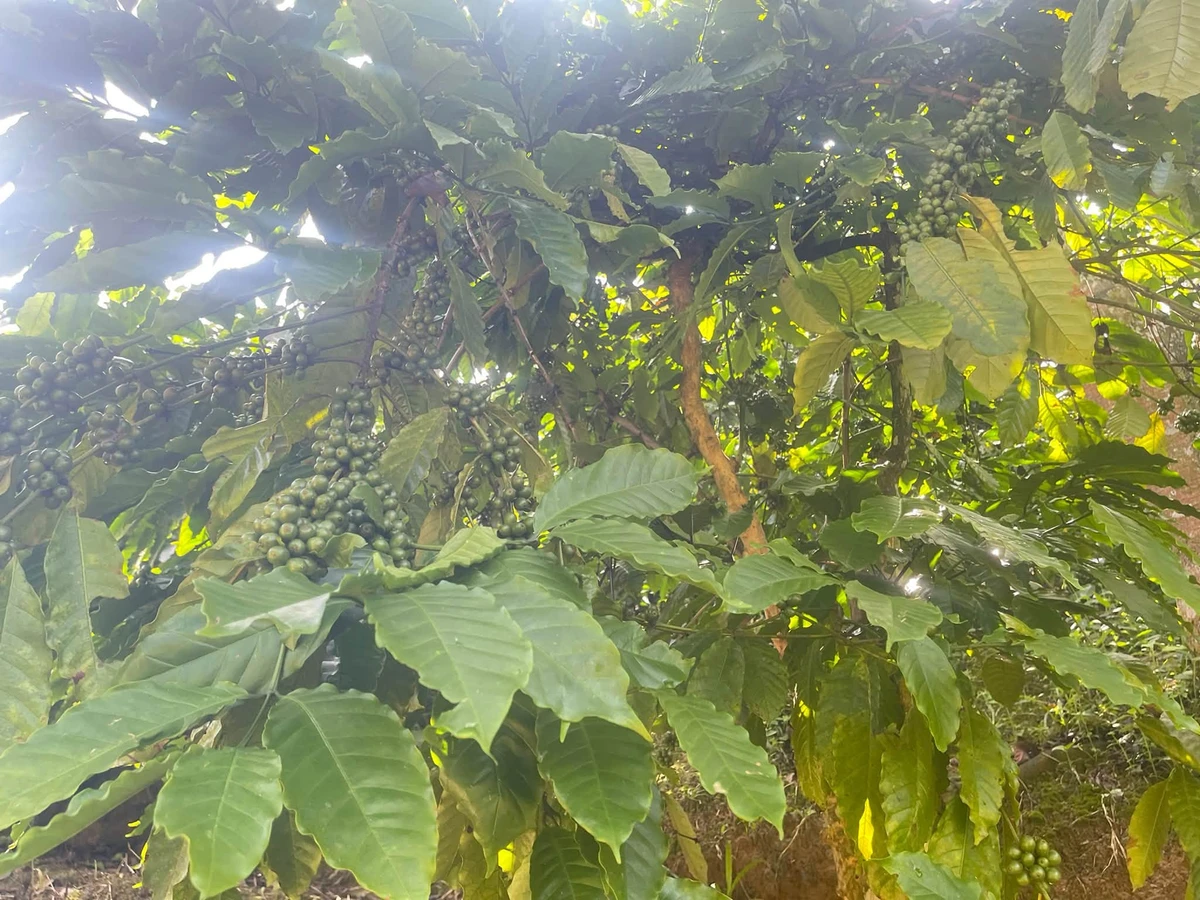 Bán đất rẫy 1 hecta tại Trúc Sơn, Lâm Đồng - Ảnh thu nhỏ 4