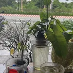 Bán đất 1000m² đường xe tải gần VSIP 2A, Bình Dương 2 tỷ 750 - Ảnh thu nhỏ 1