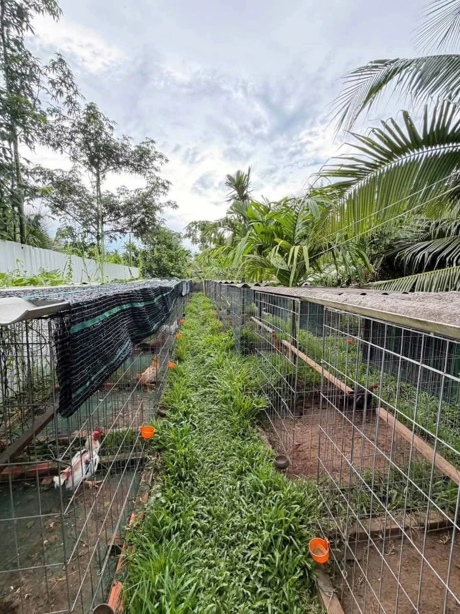 Bán trại gà Châu Hoà Vĩnh Long 1.6 tỷ 1600m2 - Ảnh thu nhỏ 5