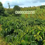 Bán 1,9 ha đất rẫy cà phê, tiêu, sầu riêng có nhà và ao tại Bắc Gia Nghĩa - Ảnh thu nhỏ 3