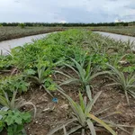 Chính chủ bán 19000m2, khu du lịch sinh thái Khóm cầu đúc, sẵn nhà, thổ cư, sổ hồng riêng - Ảnh thu nhỏ 6