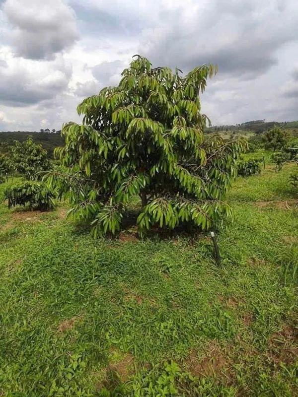 Bán đất 8 hectare sầu riêng Bình Phước 1 tỷ 8