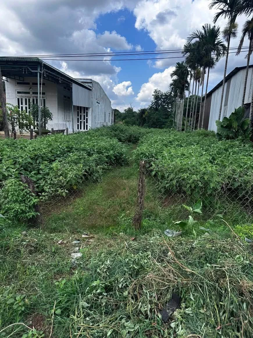 Bán đất Đắk Lắk 620m² kinh doanh giá 4 tỷ 700 triệu - Ảnh thu nhỏ 2
