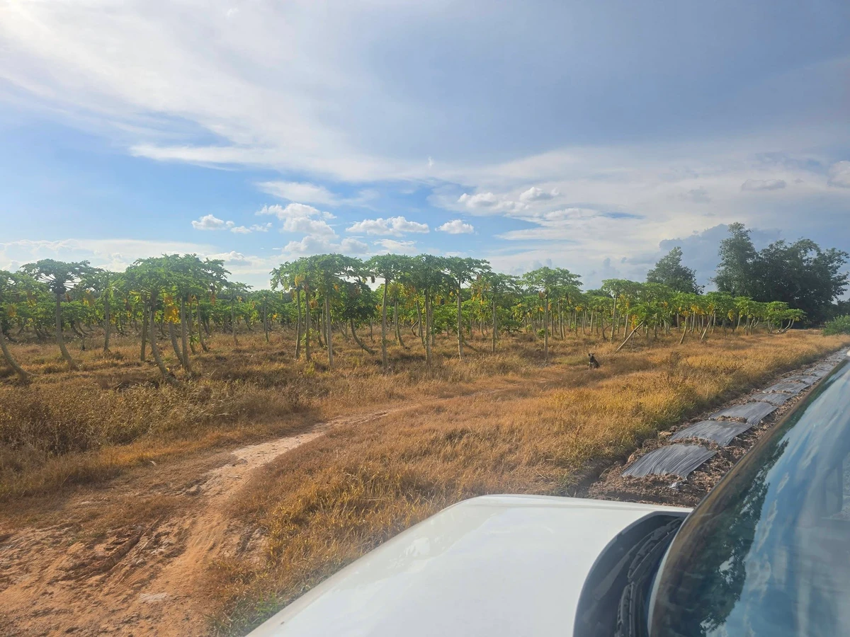 Bán đất 9.000m2 ở Ninh Điền giá 1 tỷ 2 - Ảnh thu nhỏ 2
