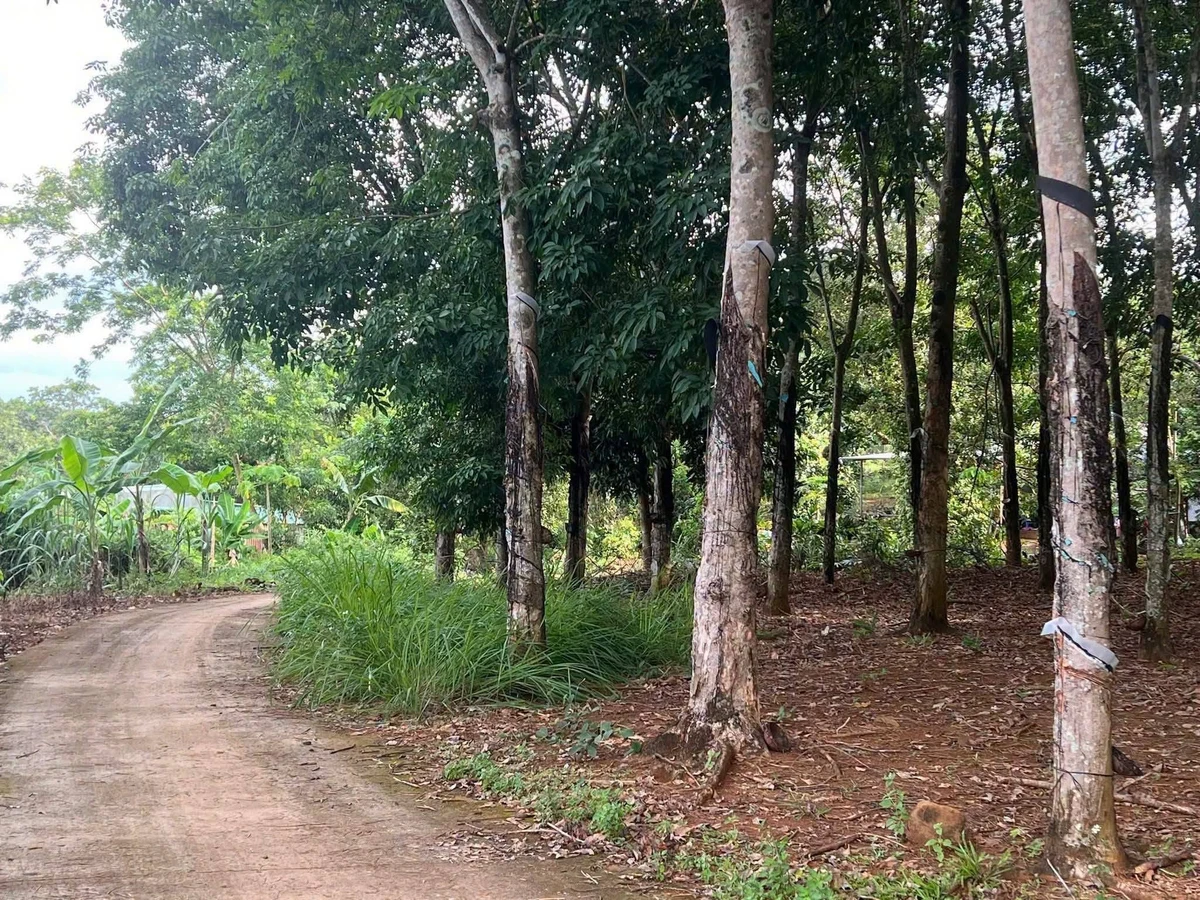 Bán 3 sào đất Tân Hưng Đồng Phú 899 triệu - Ảnh thu nhỏ 3
