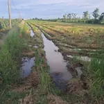 Bán 1760m² ruộng mặt tiền Kiểng Phước, Tiền Giang - Ảnh thu nhỏ 2