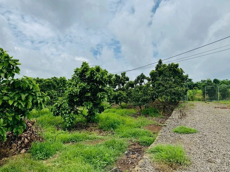 Bán đất Phú Giáo Bình Dương 1000m², sổ sẵn 444 triệu