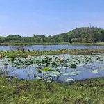 Bán đất 714m2 ven biển Châu Tân, Quảng Ngãi - Ảnh thu nhỏ 3