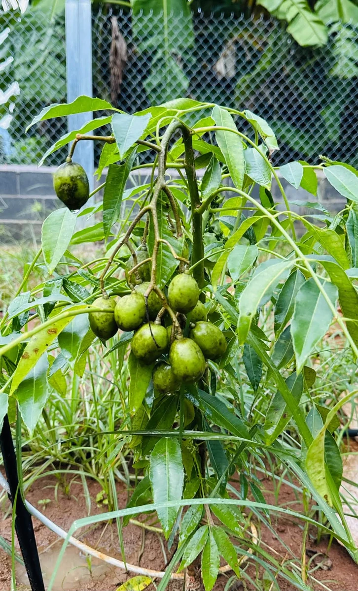 Bán đất 535m2 Tam Long Nhà Bè, 2 mặt tiền, 3 tỷ 200 - Ảnh thu nhỏ 4