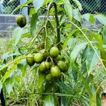 Bán đất 535m2 Tam Long Nhà Bè, 2 mặt tiền, 3 tỷ 200 - Ảnh thu nhỏ 4