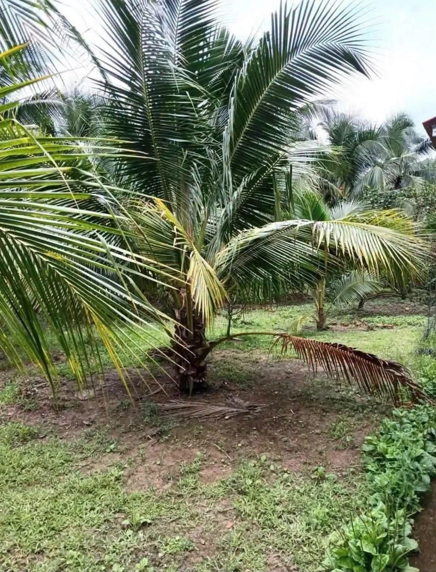 Bán đất vườn 1289m² có nhà tại Phú Tân, Cần Giờ - Ảnh thu nhỏ 3