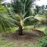 Bán đất vườn 1289m² có nhà tại Phú Tân, Cần Giờ - Ảnh thu nhỏ 3