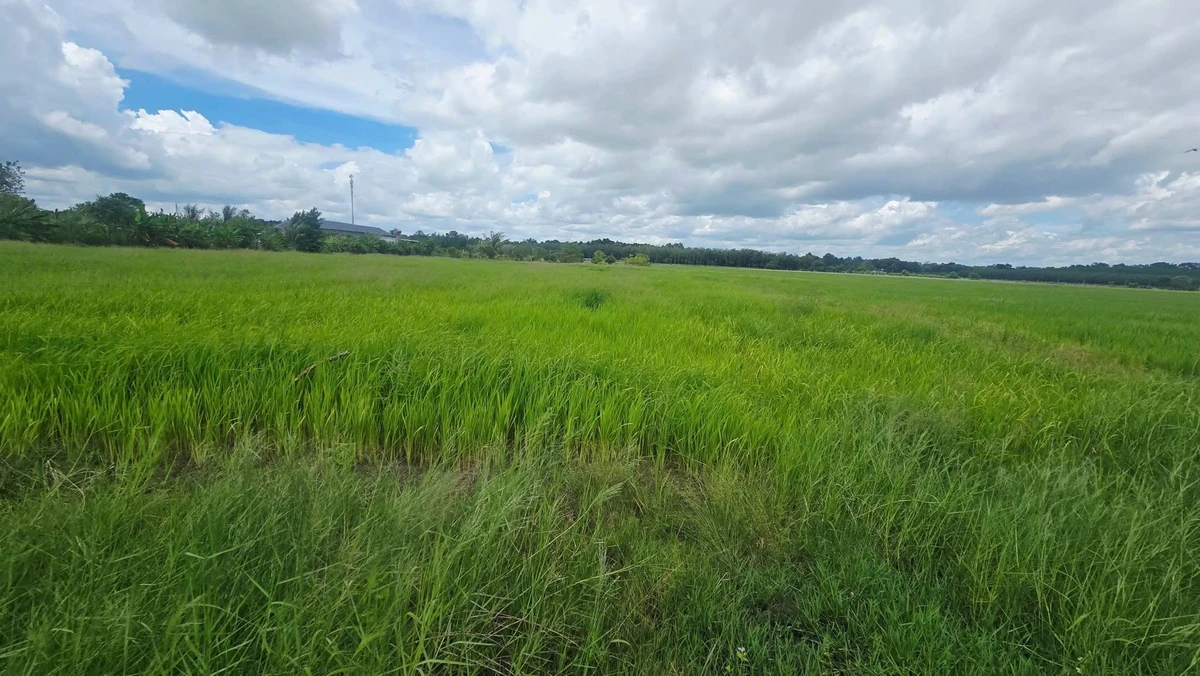 Bán đất lúa Phước Ninh 1000m² sổ sẵn 580 triệu - Ảnh thu nhỏ 3
