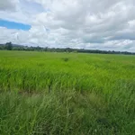 Bán đất lúa Phước Ninh 1000m² sổ sẵn 580 triệu - Ảnh thu nhỏ 3