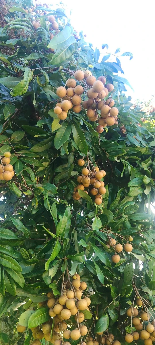 Bán 3 sào đất nhãn đẹp gần QL13 giá 700 triệu - Ảnh thu nhỏ 4