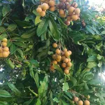 Bán 3 sào đất nhãn đẹp gần QL13 giá 700 triệu - Ảnh thu nhỏ 4