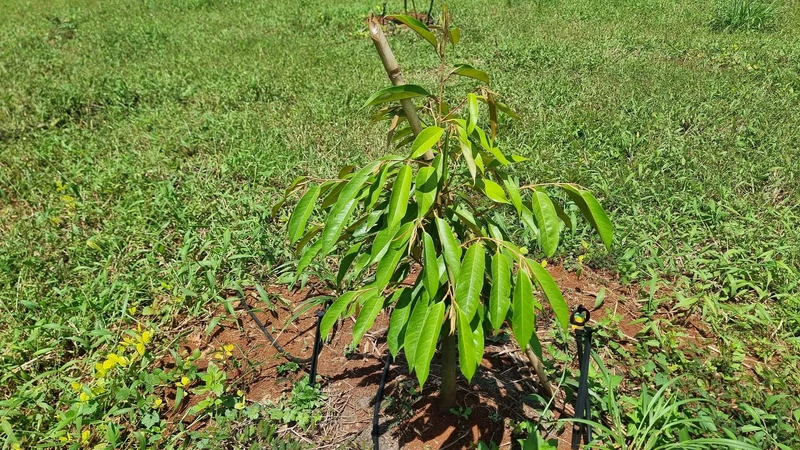 Bán đất sầu riêng và cao su 3ha ở Phú Riêng, Bình Phước