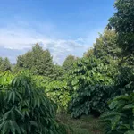 Bán 2.5 hectare đất sản xuất Tuy Đức, Lâm Đồng - Ảnh thu nhỏ 5