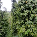 Bán đất 1ha Tuy Đức Lâm Đồng 1,3 tỷ - Ảnh thu nhỏ 5