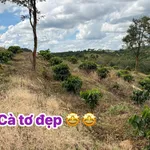 Bán gấp gần 2ha đất cà phê Quảng Đà Nam Đà 2 tỷ - Ảnh thu nhỏ 3