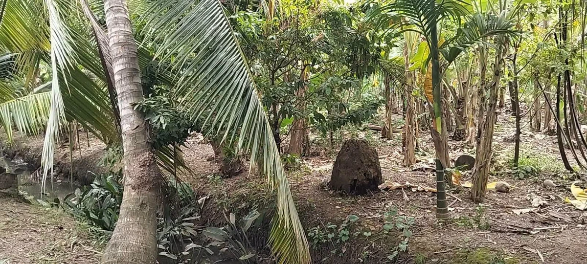 Bán 1000m² đất Phường Phú Tân, Bến Tre, 750 triệu - Ảnh thu nhỏ 4