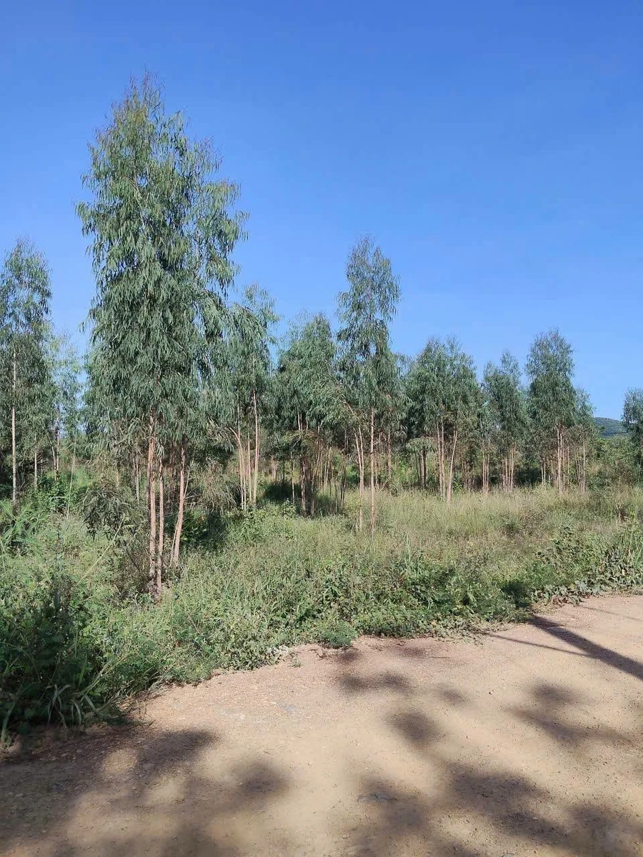 Bán 2,4ha đất Bình Thuận 1 tỷ 470 triệu - Ảnh thu nhỏ 2
