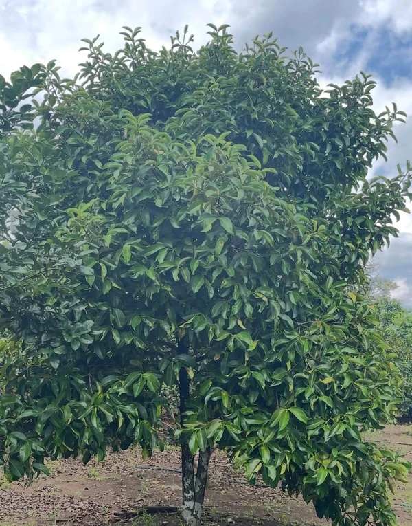 Bán nền đất 537m² tại Chợ Bình Lộc, Đồng Nai