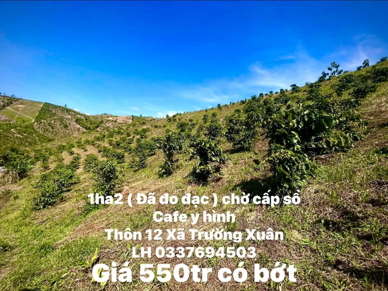 Bán đất 1ha2 Xã Trường Xuân 550 triệu