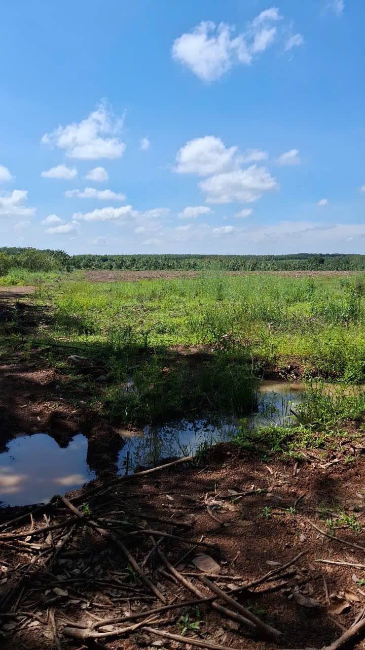 Bán 6 hectare đất trồng cây ăn trái Phú Riêng - Ảnh thu nhỏ 2