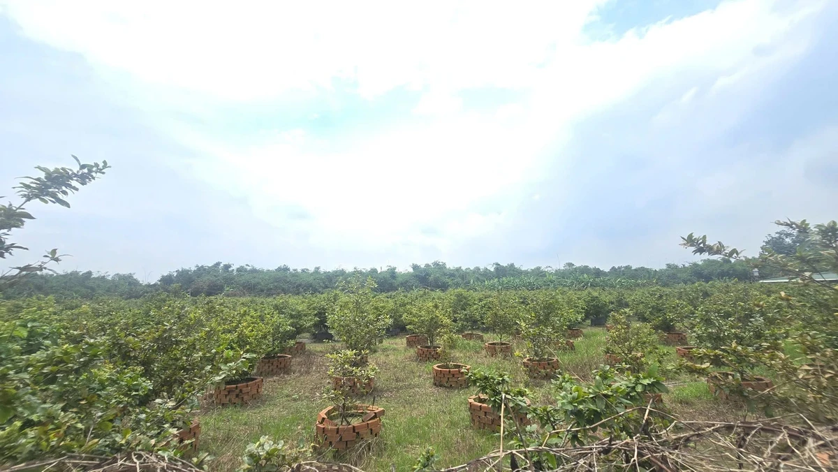 Bán đất vườn mai 19.718m2, 16 sổ hồng, giá 24 tỷ tại Tân Triều, Đồng Nai - Ảnh thu nhỏ 4