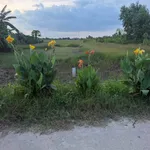 Bán đất thổ 100% 275m² Bình Hòa Bắc Đức Huệ 450 triệu - Ảnh thu nhỏ 4