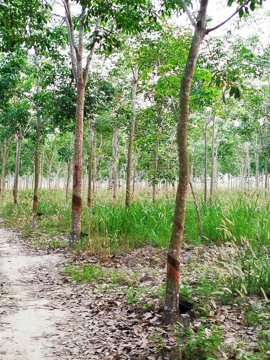 Bán đất 8,4 công có cao su Tân Biên An Giang 820 triệu - Ảnh thu nhỏ 4