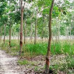 Bán đất 8,4 công có cao su Tân Biên An Giang 820 triệu - Ảnh thu nhỏ 4