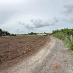 Bán đất nền Đất Đỏ 5x27m, sổ riêng 499 triệu - Ảnh thu nhỏ 5