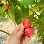 Bán đất trang trại 5500m2 Đông Thái gần chợ trường học - Ảnh thu nhỏ 5
