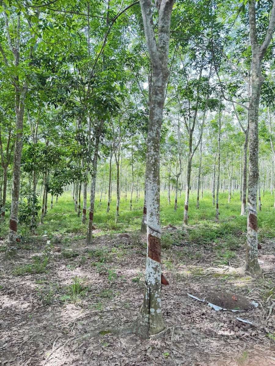 Bán đất cao su khai thác 10.000m² Bình Dương 2 tỷ 9 - Ảnh thu nhỏ 3