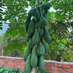 Bán lô đất thổ cư 5x26m Phường Trảng Dài 2,95 tỷ - Ảnh thu nhỏ 3