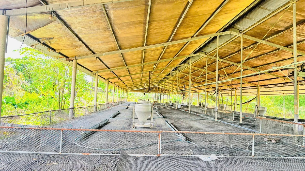 Bán trại heo 10.000m² Dầu Giây, Đồng Nai, 6,3 tỷ - Ảnh thu nhỏ 4