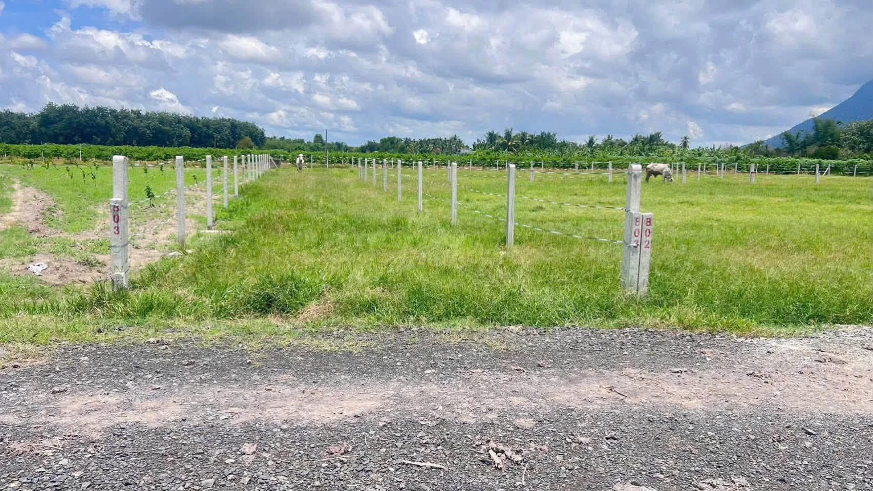 Bán lô đất công 1000m² Suối Đá Tây Ninh 529 triệu - Ảnh 1
