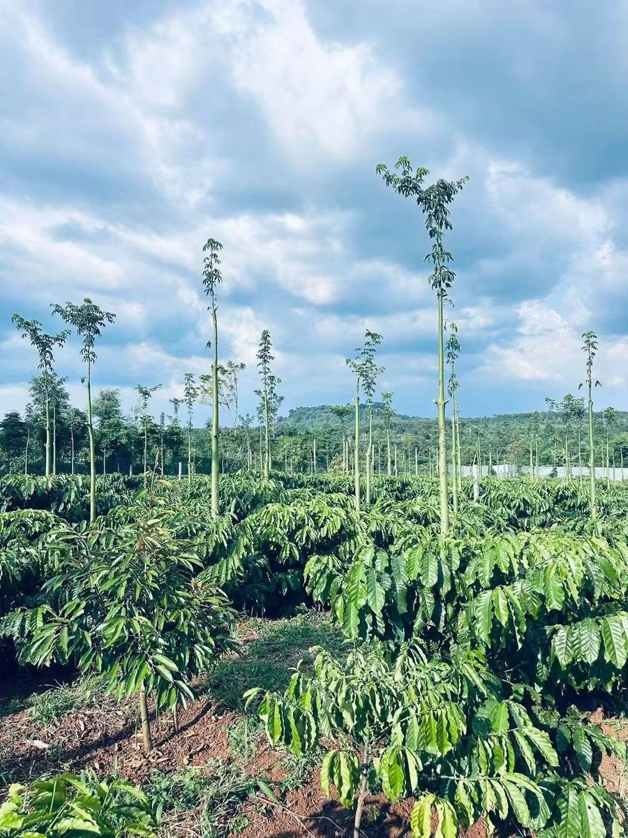Bán 1,4 ha rẫy cà phê Đắk Lắk gần Hồ Ea Nhái - Ảnh thu nhỏ 3
