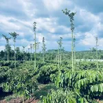 Bán 1,4 ha rẫy cà phê Đắk Lắk gần Hồ Ea Nhái - Ảnh thu nhỏ 3