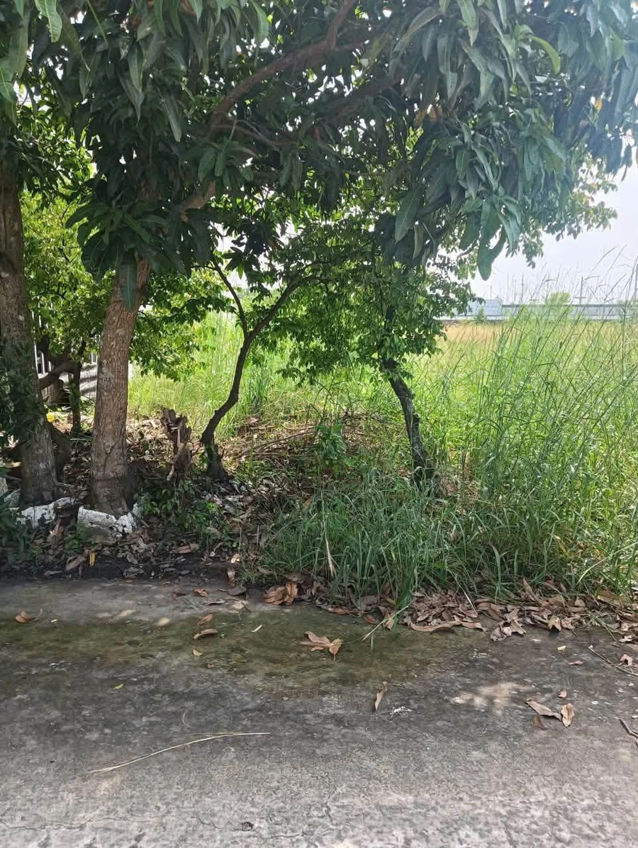 Bán đất thổ cư 80m2 Thủy Đông Thạnh Hóa Long An - Ảnh thu nhỏ 2