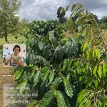 Bán đất sào Bình Dương 9 sào 2,8 tỷ EaNam - Ảnh thu nhỏ 4