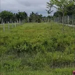 Bán đất 205m² Xã Tân Phong, Tây Ninh - 260 triệu - Ảnh thu nhỏ 2